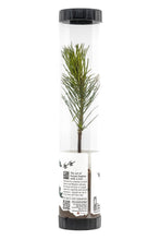 Load image into Gallery viewer, Bonsai Starter | Packaged Live Tree | The Jonsteen Company