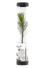 Load image into Gallery viewer, Bonsai Starter | Packaged Live Tree | The Jonsteen Company