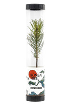 Load image into Gallery viewer, Bonsai Starter | Packaged Live Tree | The Jonsteen Company