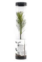 Load image into Gallery viewer, Bonsai Starter | Packaged Live Tree | The Jonsteen Company