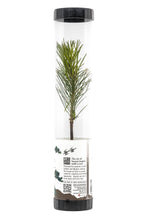 Load image into Gallery viewer, Bonsai Starter | Packaged Live Tree | The Jonsteen Company
