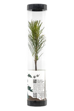 Load image into Gallery viewer, Bonsai Starter | Packaged Live Tree | The Jonsteen Company