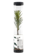Load image into Gallery viewer, Bonsai Starter | Packaged Live Tree | The Jonsteen Company