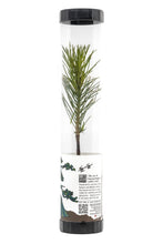 Load image into Gallery viewer, Bonsai Starter | Packaged Live Tree | The Jonsteen Company