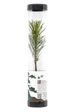 Load image into Gallery viewer, Bonsai Starter | Packaged Live Tree | The Jonsteen Company