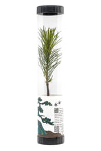 Load image into Gallery viewer, Bonsai Starter | Packaged Live Tree | The Jonsteen Company
