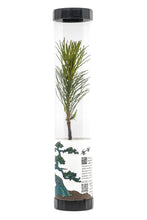 Load image into Gallery viewer, Bonsai Starter | Packaged Live Tree | The Jonsteen Company