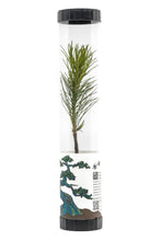Load image into Gallery viewer, Bonsai Starter | Packaged Live Tree | The Jonsteen Company
