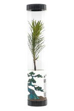 Load image into Gallery viewer, Bonsai Starter | Packaged Live Tree | The Jonsteen Company