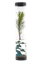 Load image into Gallery viewer, Bonsai Starter | Packaged Live Tree | The Jonsteen Company