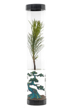 Load image into Gallery viewer, Bonsai Starter | Packaged Live Tree | The Jonsteen Company