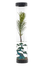 Load image into Gallery viewer, Bonsai Starter | Packaged Live Tree | The Jonsteen Company