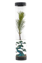 Load image into Gallery viewer, Bonsai Starter | Packaged Live Tree | The Jonsteen Company