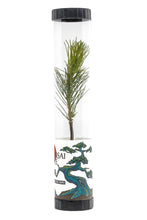 Load image into Gallery viewer, Bonsai Starter | Packaged Live Tree | The Jonsteen Company