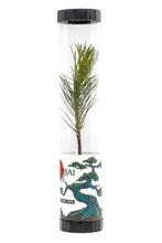 Load image into Gallery viewer, Bonsai Starter | Packaged Live Tree | The Jonsteen Company