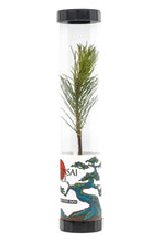 Load image into Gallery viewer, Bonsai Starter | Packaged Live Tree | The Jonsteen Company
