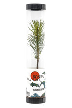 Load image into Gallery viewer, Bonsai Starter | Packaged Live Tree | The Jonsteen Company