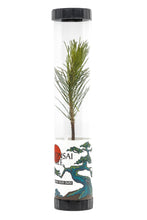Load image into Gallery viewer, Bonsai Starter | Packaged Live Tree | The Jonsteen Company
