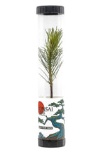 Load image into Gallery viewer, Bonsai Starter | Packaged Live Tree | The Jonsteen Company