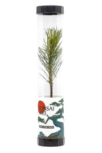 Load image into Gallery viewer, Bonsai Starter | Packaged Live Tree | The Jonsteen Company