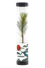 Load image into Gallery viewer, Bonsai Starter | Packaged Live Tree | The Jonsteen Company