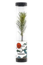 Load image into Gallery viewer, Bonsai Starter | Packaged Live Tree | The Jonsteen Company