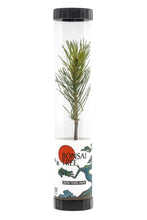 Load image into Gallery viewer, Bonsai Starter | Packaged Live Tree | The Jonsteen Company