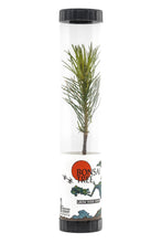 Load image into Gallery viewer, Bonsai Starter | Packaged Live Tree | The Jonsteen Company