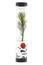 Load image into Gallery viewer, Bonsai Starter | Packaged Live Tree | The Jonsteen Company