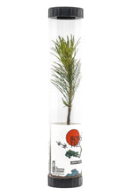 Load image into Gallery viewer, Bonsai Starter | Packaged Live Tree | The Jonsteen Company
