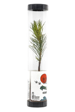 Load image into Gallery viewer, Bonsai Starter | Packaged Live Tree | The Jonsteen Company