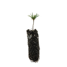 Load image into Gallery viewer, Bosnian Pine | Medium Tree Seedling | The Jonsteen Company