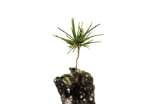 Load image into Gallery viewer, Bosnian Pine | Medium Tree Seedling | The Jonsteen Company