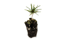 Load image into Gallery viewer, Bosnian Pine | Medium Tree Seedling | The Jonsteen Company