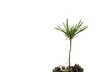 Load image into Gallery viewer, Bosnian Pine | Medium Tree Seedling | The Jonsteen Company