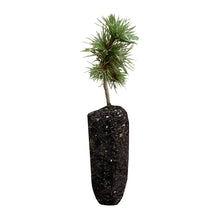 Load image into Gallery viewer, Bristlecone Pine | Pinus aristata | Medium Tree Seedling | The Jonsteen Company