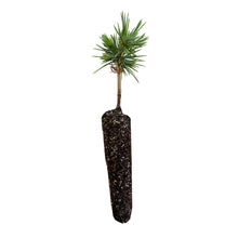 Load image into Gallery viewer, Bristlecone Pine | Pinus aristata | Small Tree Seedling | The Jonsteen Company
