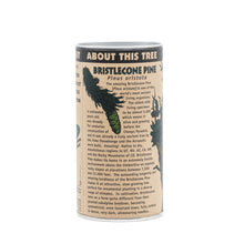 Load image into Gallery viewer, Ancient Bristlecone Pine | Seed Grow Kit | The Jonsteen Company