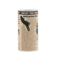 Load image into Gallery viewer, Ancient Bristlecone Pine | Seed Grow Kit | The Jonsteen Company