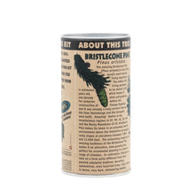 Load image into Gallery viewer, Ancient Bristlecone Pine | Seed Grow Kit | The Jonsteen Company