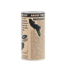 Load image into Gallery viewer, Ancient Bristlecone Pine | Seed Grow Kit | The Jonsteen Company