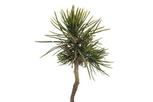 Load image into Gallery viewer, Bristlecone Pine | Pinus aristata | Small Tree Seedling | The Jonsteen Company