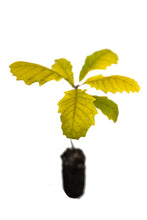 Load image into Gallery viewer, Bur Oak | Medium Tree Seedling | The Jonsteen Company