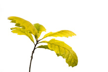 Load image into Gallery viewer, Bur Oak | Medium Tree Seedling | The Jonsteen Company