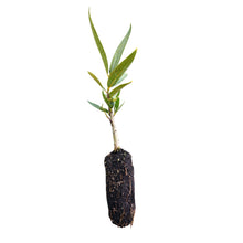 Load image into Gallery viewer, California Bay Laurel | Medium Tree Seedling | The Jonsteen Company