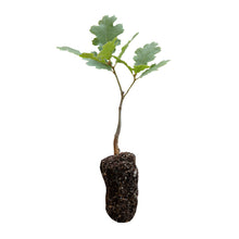 Load image into Gallery viewer, California Black Oak | Lot of 30 Tree Seedlings | The Jonsteen Company