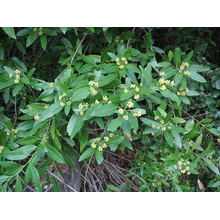 Load image into Gallery viewer, California Bay Laurel | Large Tree Seedling | The Jonsteen Company