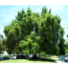 Load image into Gallery viewer, California Bay Laurel | Large Tree Seedling | The Jonsteen Company