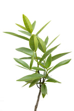 Load image into Gallery viewer, California Bay Laurel | Large Tree Seedling | The Jonsteen Company