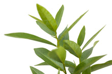 Load image into Gallery viewer, California Bay Laurel | Large Tree Seedling | The Jonsteen Company